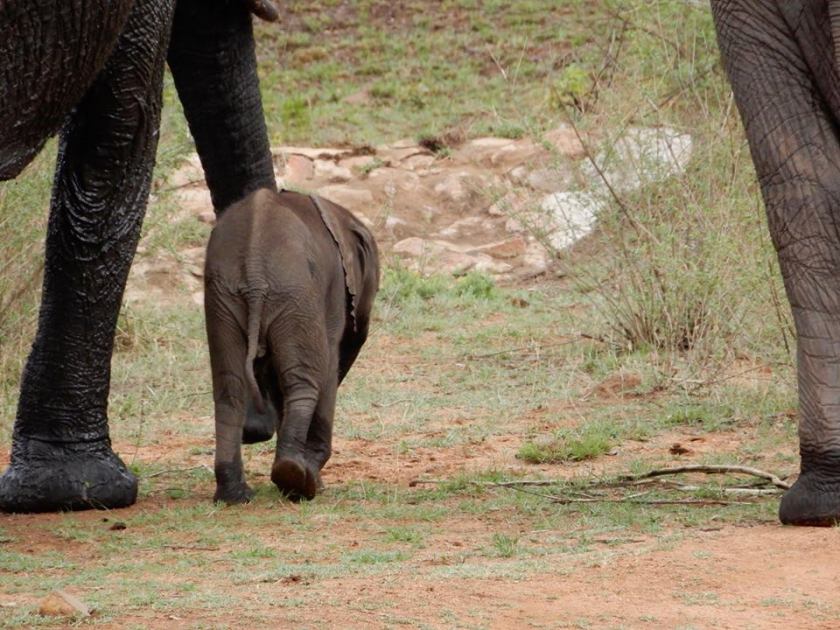 15078807_10207978903090111_5508578817791850948_n