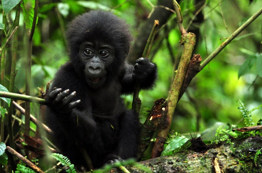 baby-gorilla