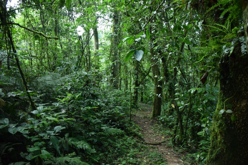 Birth of a Mountain Gorilla