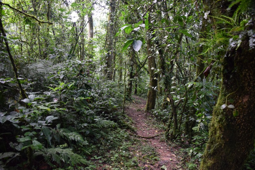 Birth of a Mountain Gorilla