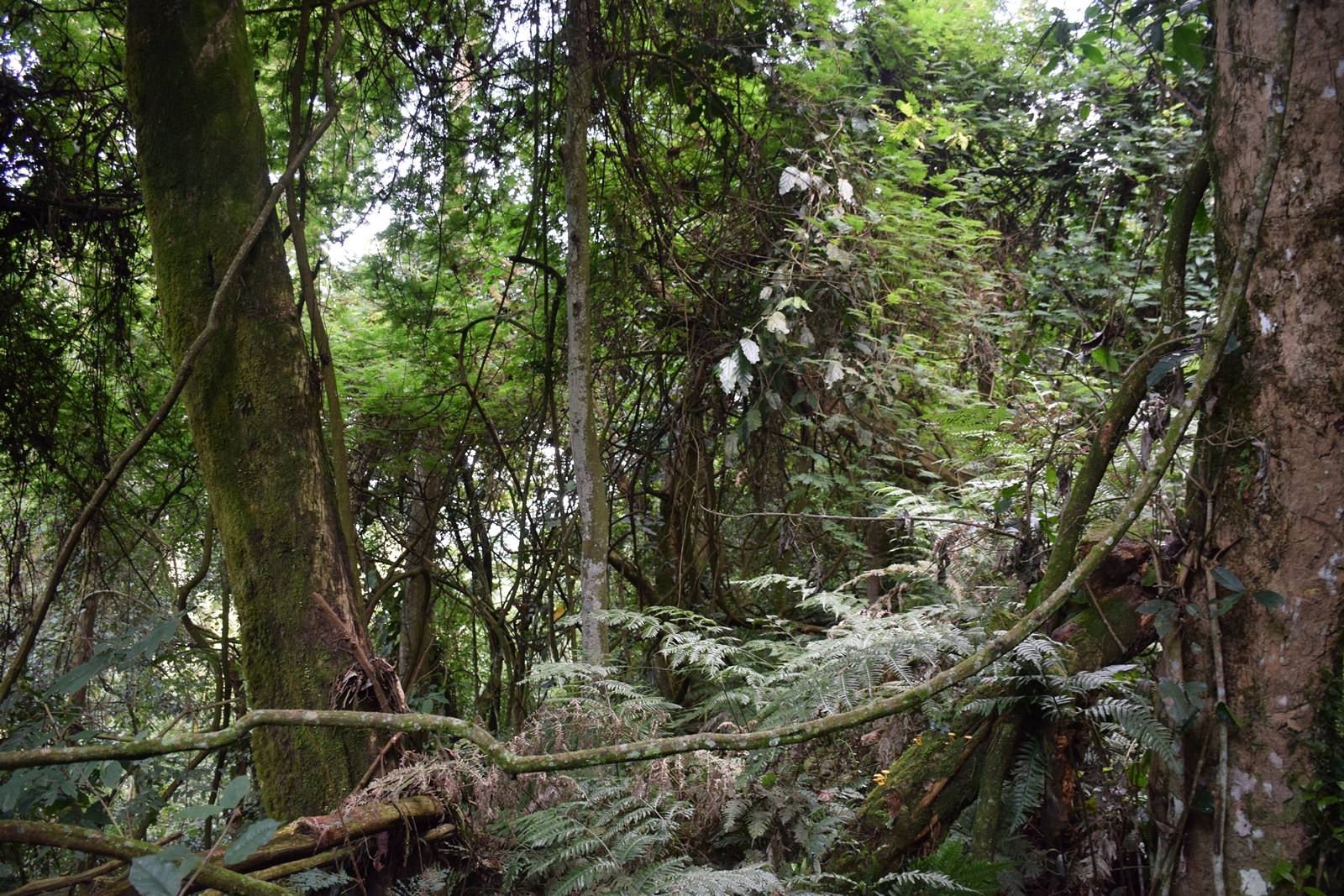 Birth of a Mountain Gorilla