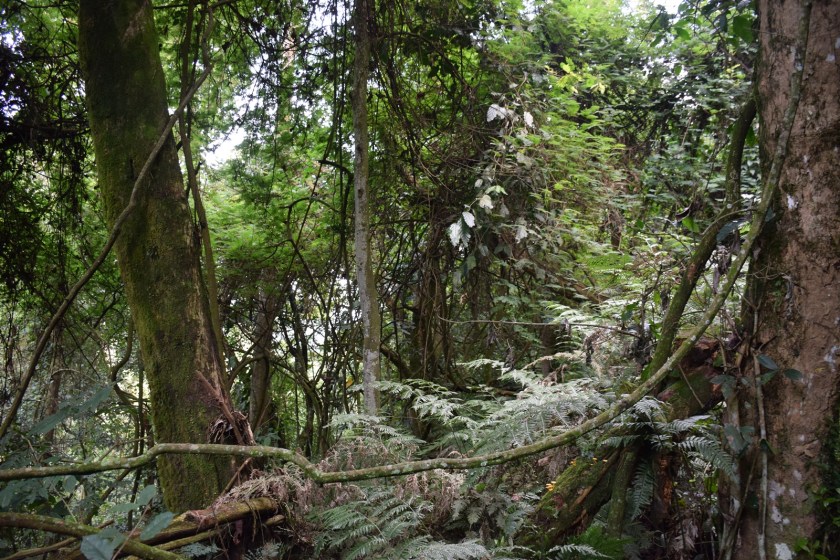 Birth of a Mountain Gorilla