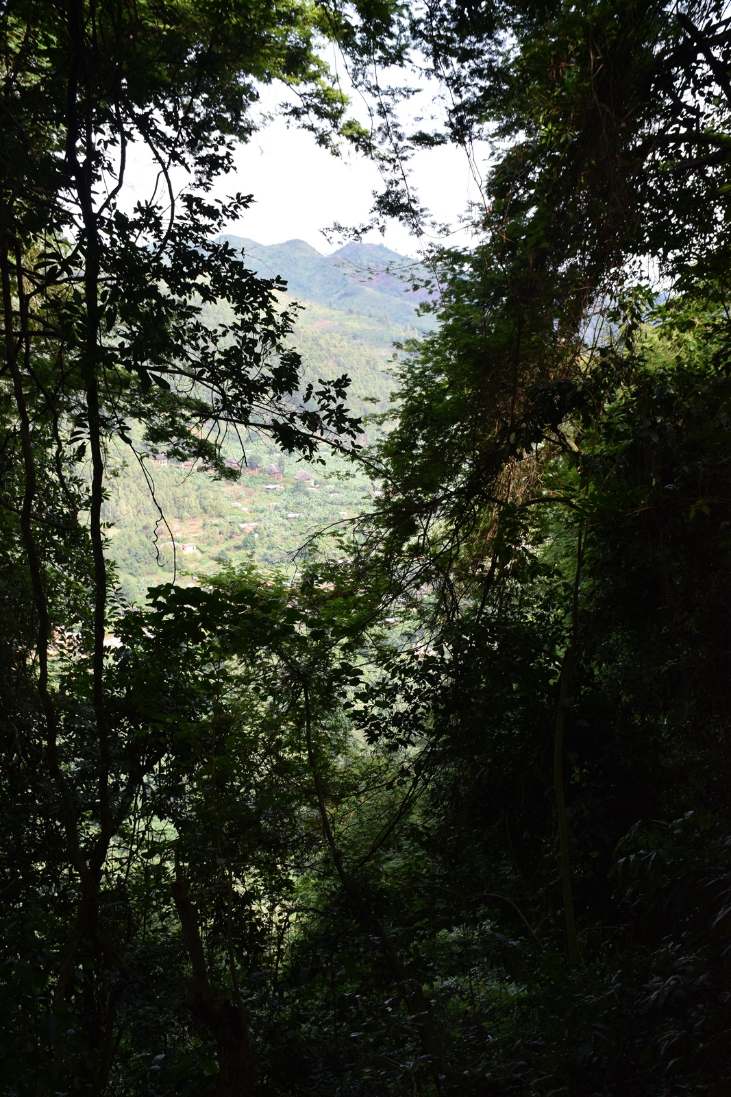 Birth of a Mountain Gorilla
