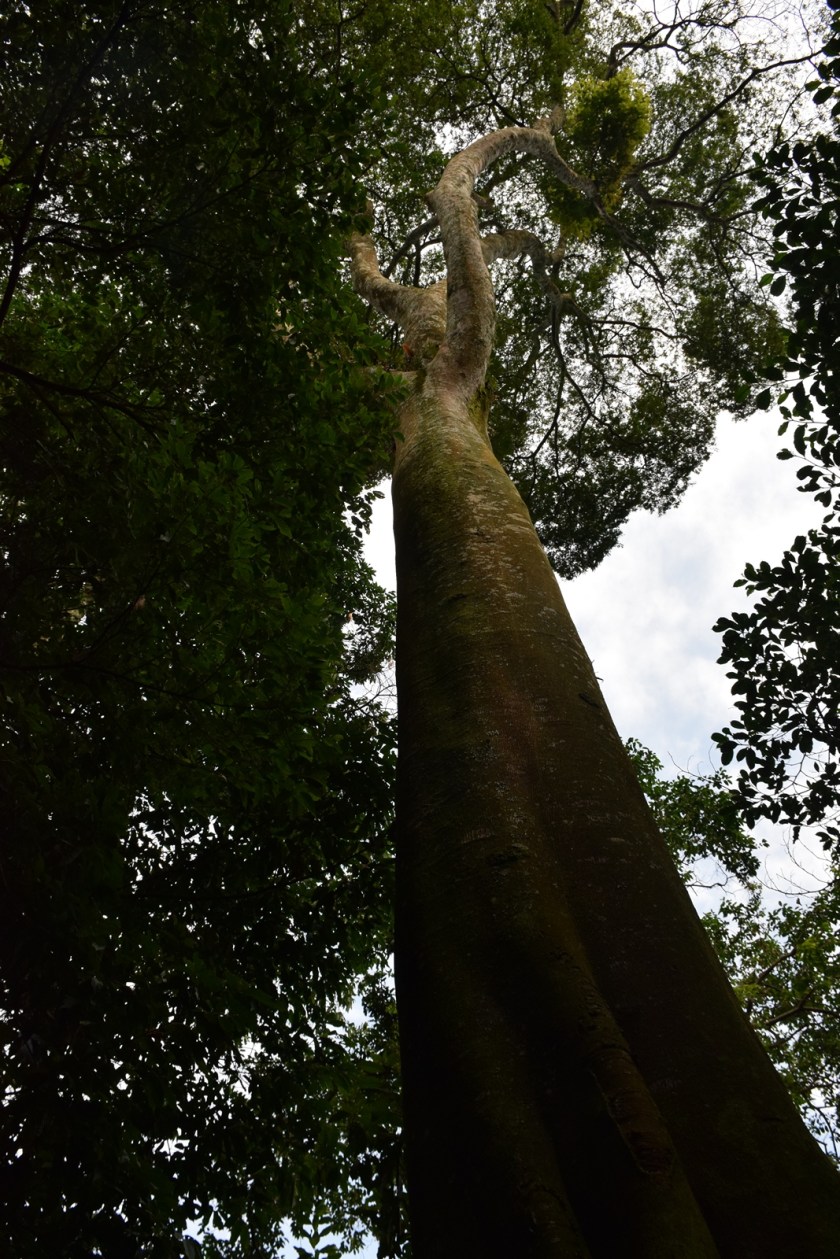 Birth of a Mountain Gorilla