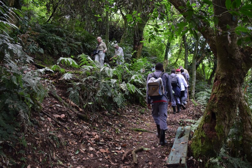 Birth of a Mountain Gorilla