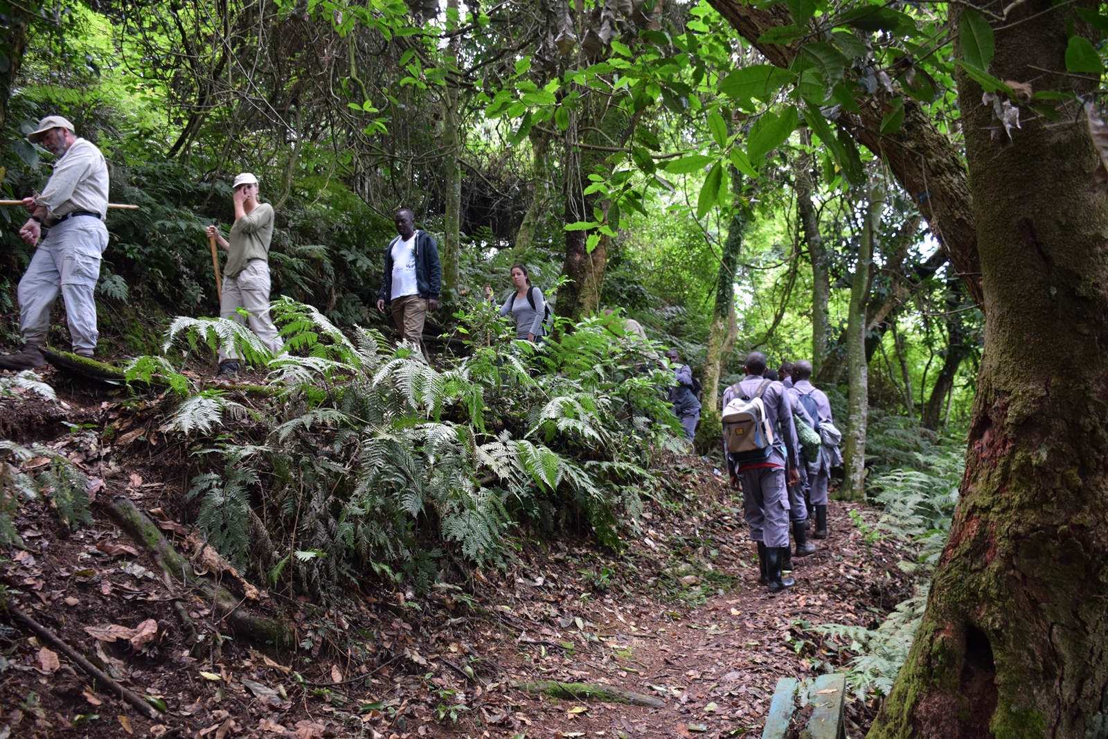 Birth of a Mountain Gorilla
