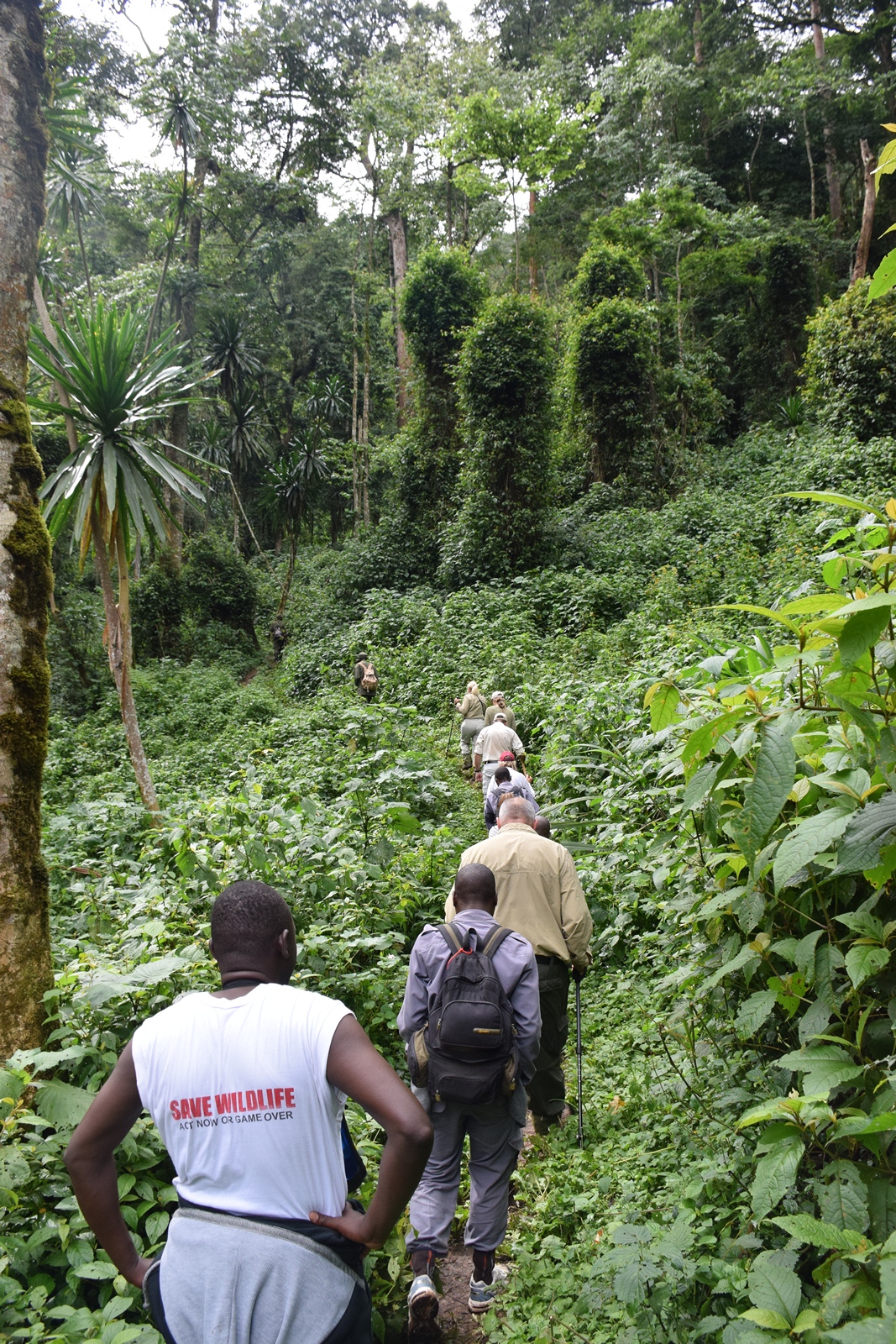 Birth of a Mountain Gorilla