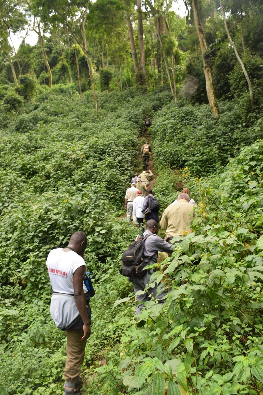 Birth of a Mountain Gorilla