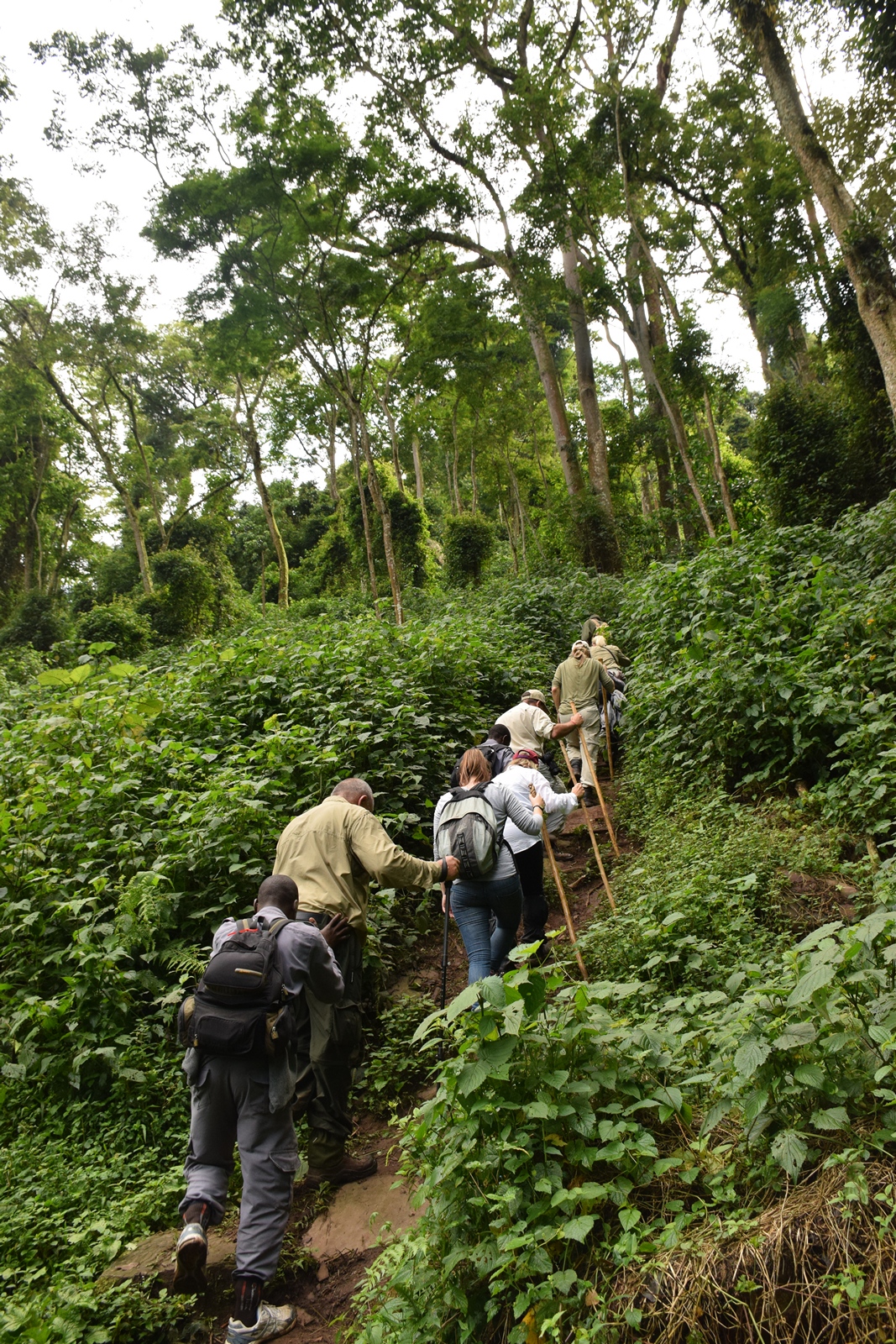 Birth of a Mountain Gorilla