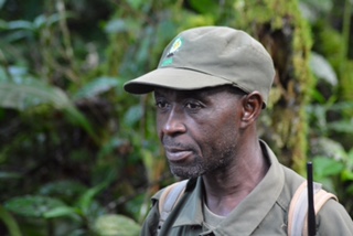 Birth of a Mountain Gorilla