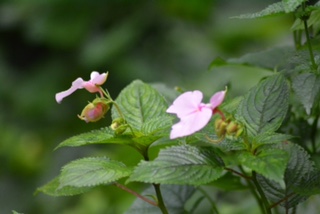 Birth of a Mountain Gorilla