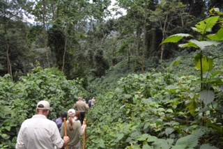 Birth of a Mountain Gorilla