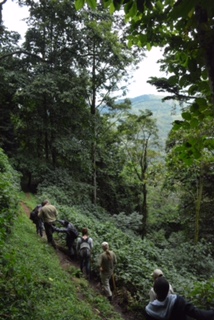 Birth of a Mountain Gorilla