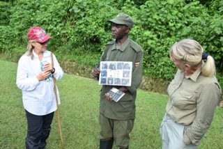 Birth of a Mountain Gorilla