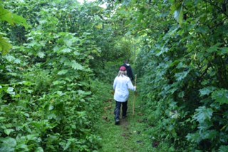 Birth of a Mountain Gorilla