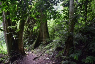 Birth of a Mountain Gorilla