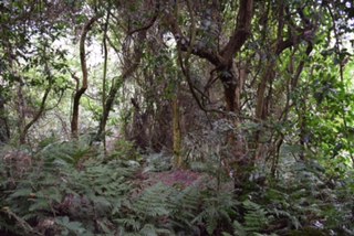 Birth of a Mountain Gorilla