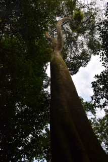 Birth of a Mountain Gorilla