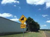 Horses, stars and&nbsp;me