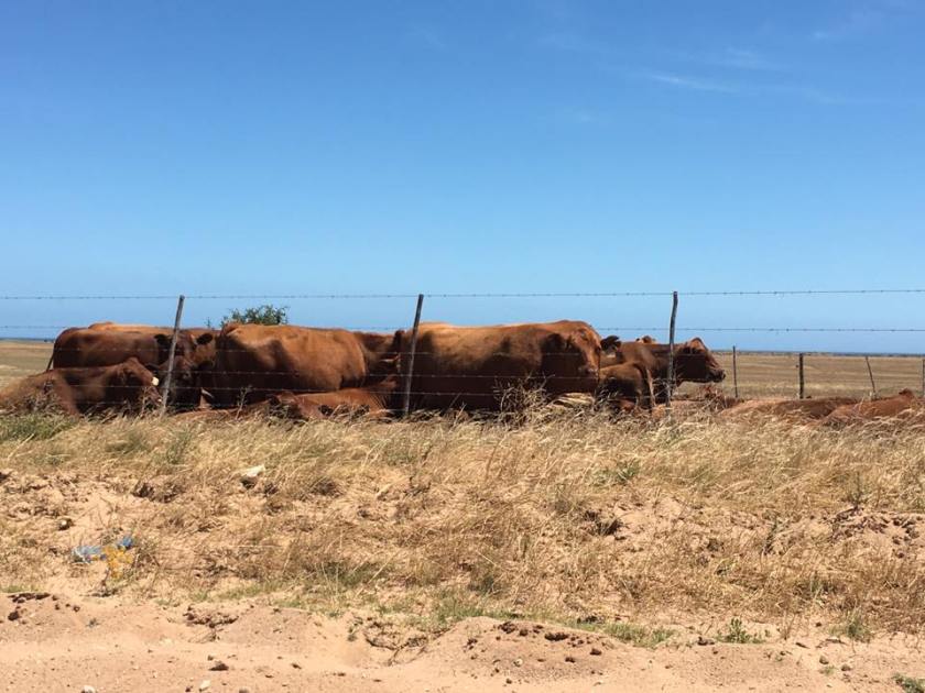 14600919_1356265544392547_2766570888497504441_n