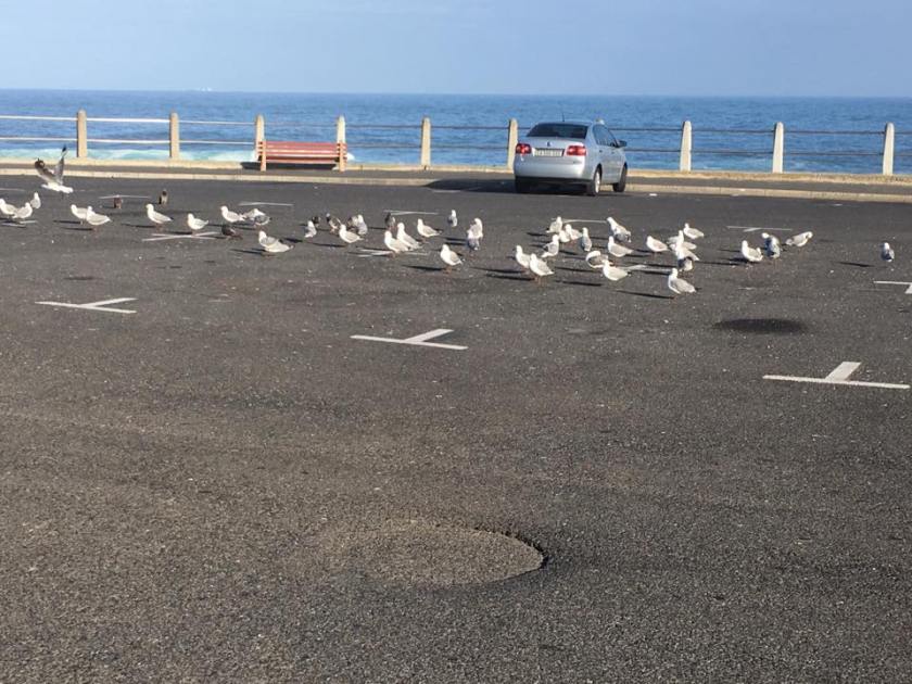 14690912_1356800257672409_3359622789916628944_n