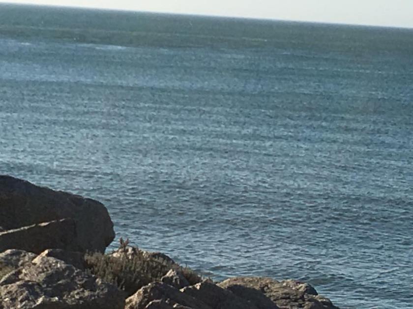 14713627_1354279914591110_6356370182434925695_n