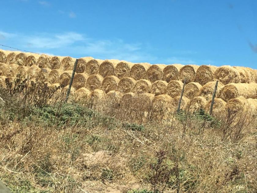 14906857_1356265541059214_4174809967334789713_n