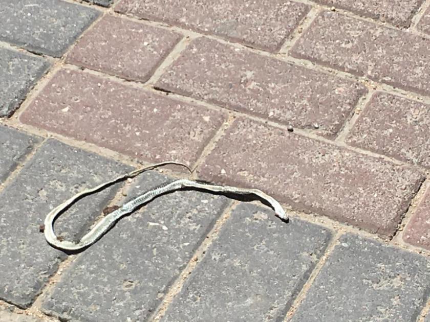 14925788_1356265684392533_5036993099423257092_n