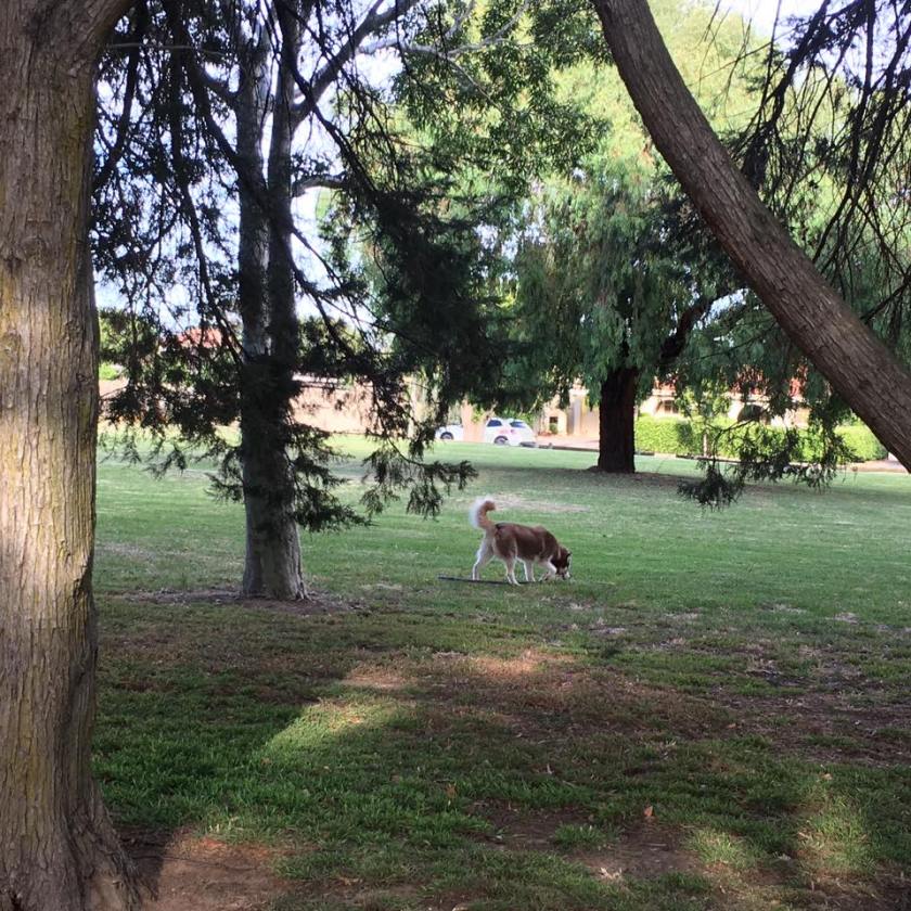 16106065_1453997691285998_73533131622626611_n