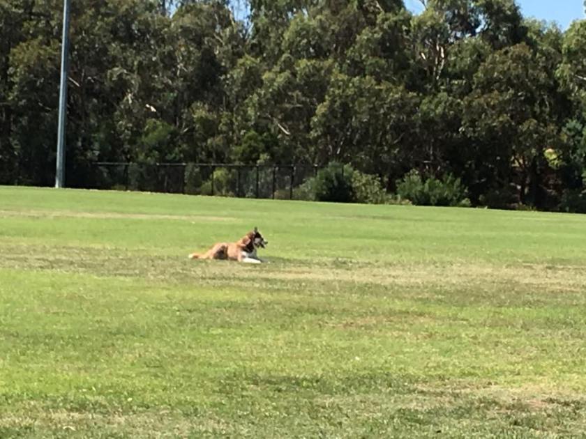 16114182_1460264333992667_4081403612793918420_n