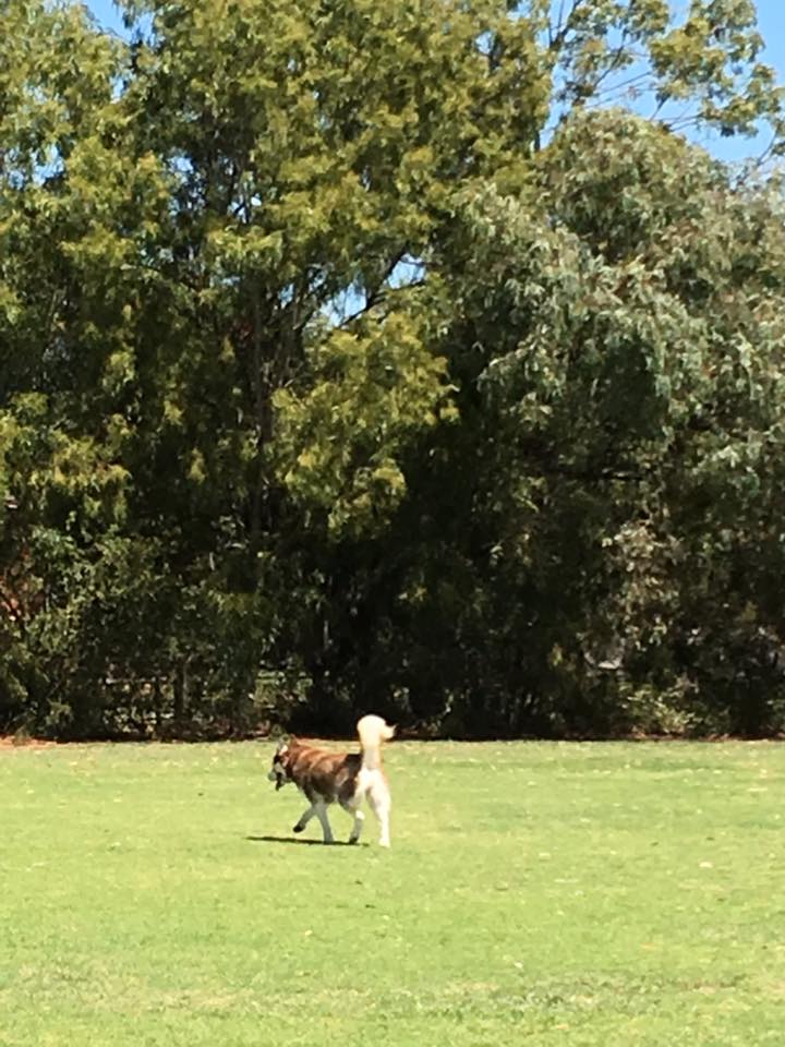 16174663_1460264327326001_1294376068730452837_n