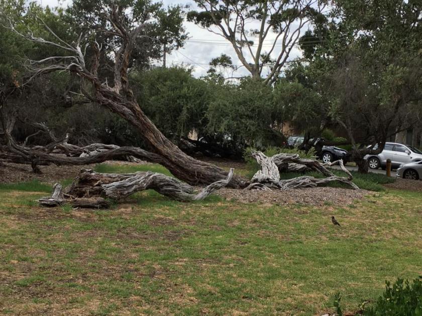 16426218_1471530132866087_3185688926845497369_n