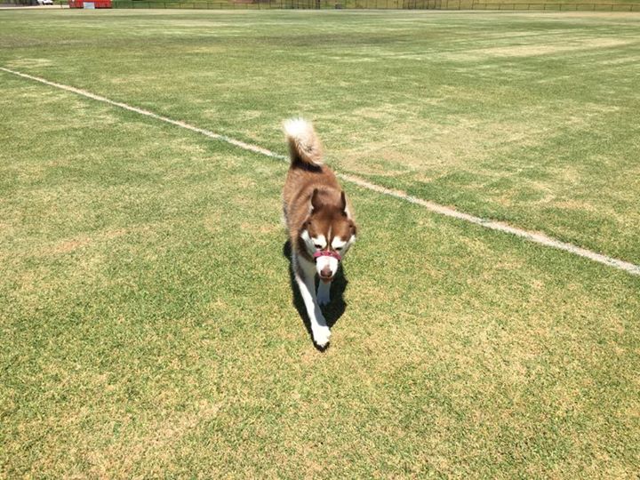 16602665_1473723339313433_3115655666046618105_n