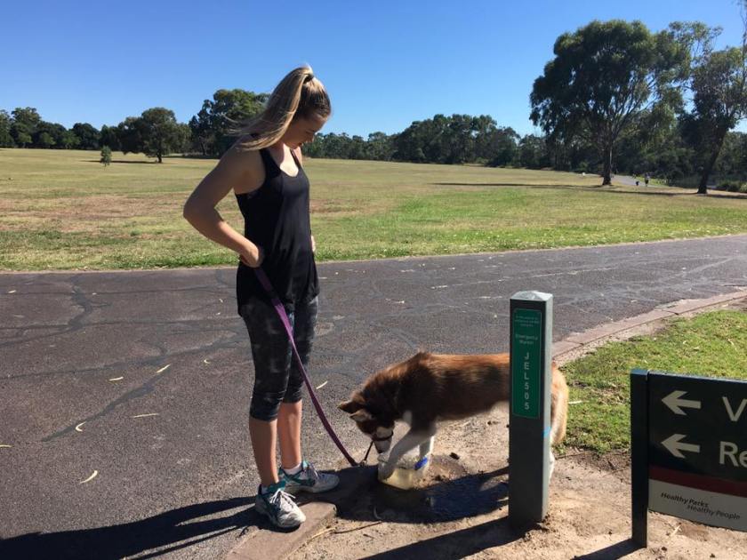 16641047_1474369782582122_3410623720674243782_n