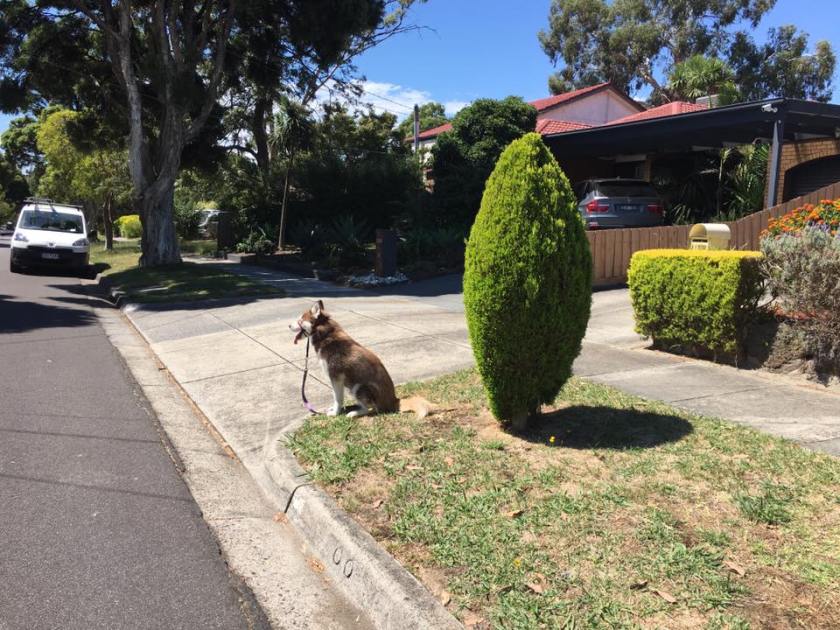 16684075_1477173105635123_7339796082791797977_n