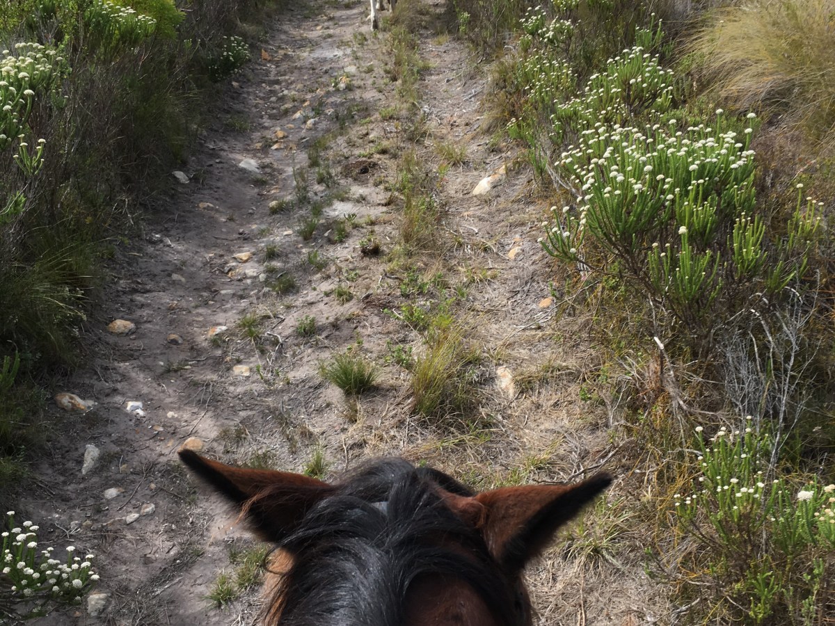 Trail riding 