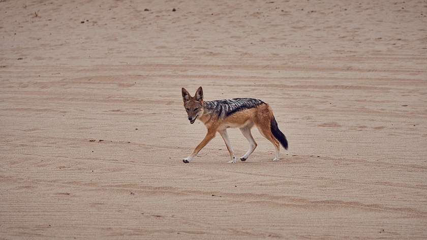 20180110 - WALVISBAY SANDWICH HARBOUR_033