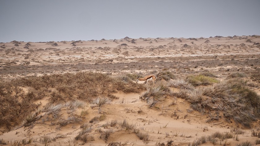 20180110 - WALVISBAY SANDWICH HARBOUR_094