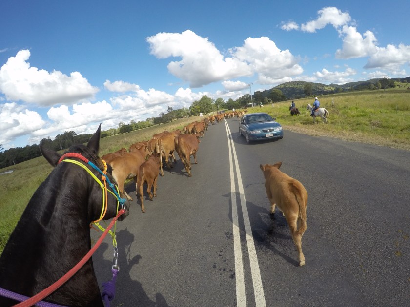 DCIM100GOPROGOPR0218.