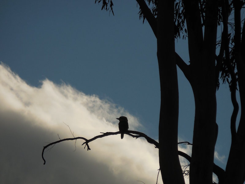 44359192_10156822231942560_4070057145951846400_o