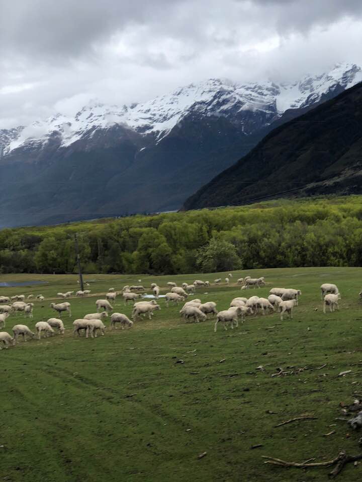 nz