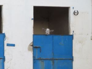 47088144_374256333330438_309596219246641152_n