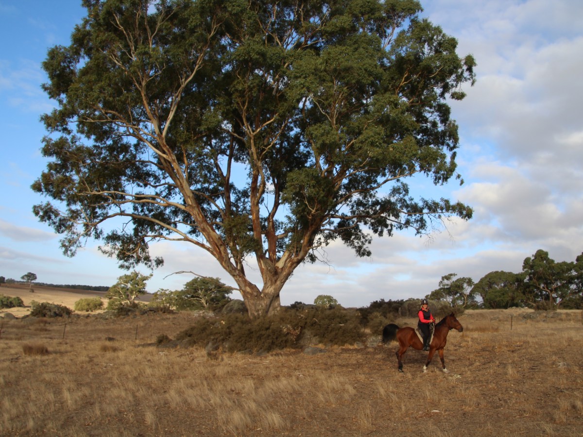 Barossa Valley heaven